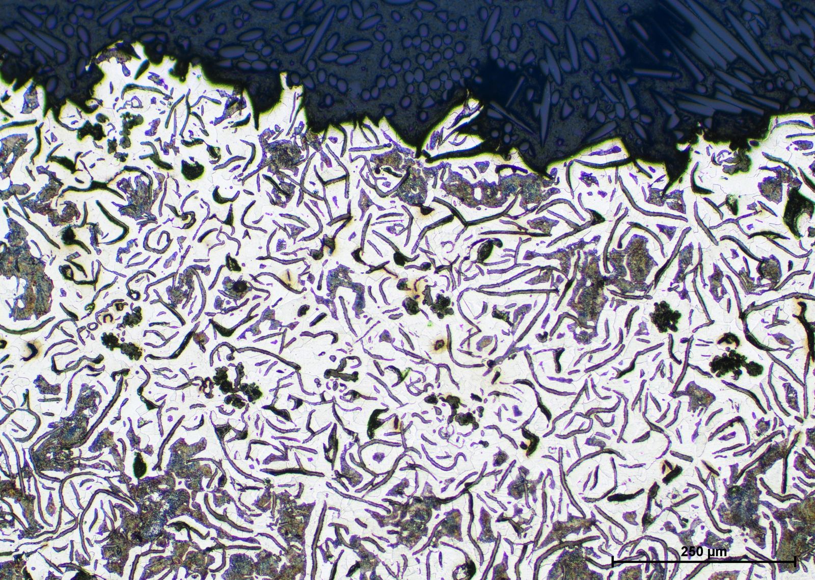 Nombre de la Cámara: Color Camera Nikon DS-Fi3
Apertura Numérica: 0,3
Índice de Refracción: 1
 Ajustes Cámara: 
Tipo de Cámara: Nikon DS-Fi3
Binning: 1.0x1.0
Exposure: 10 ms
Gain: 2.0x
Sharpness: Medium
Brightness: 0.00
Hue: 0.00
Saturation: 0.00
WB Red: 2.26
WB Blue: 2.97
Scene Mode: Neutral
 Ajustes del Microscopio:   Microscope: Manual Microscope